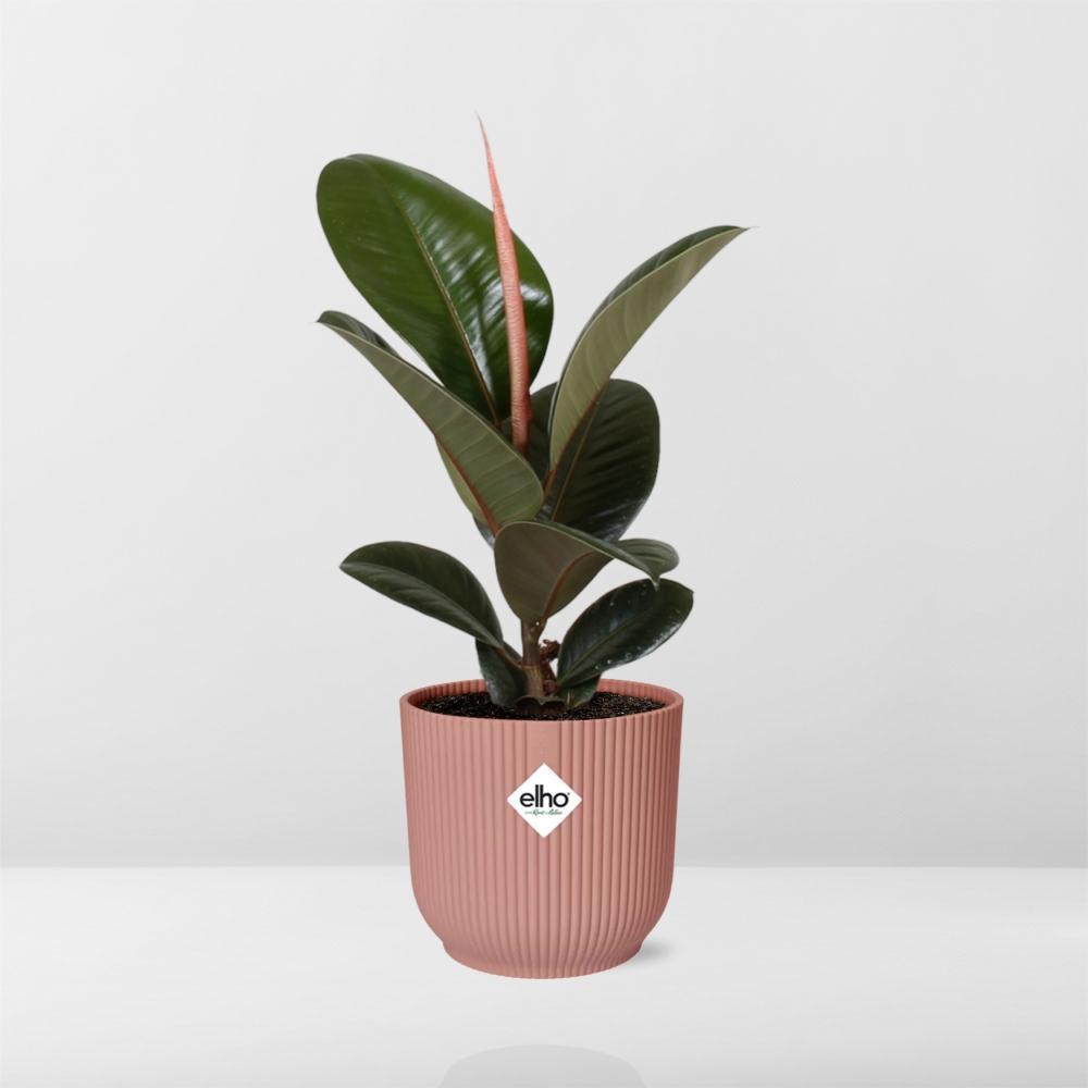 Ficus Elastica ‘Robusta’ in elho Vibes Fold 14cm Rosa