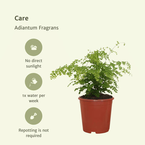 Adiantum Fragrans - Venushaar - 30cm - Ø17