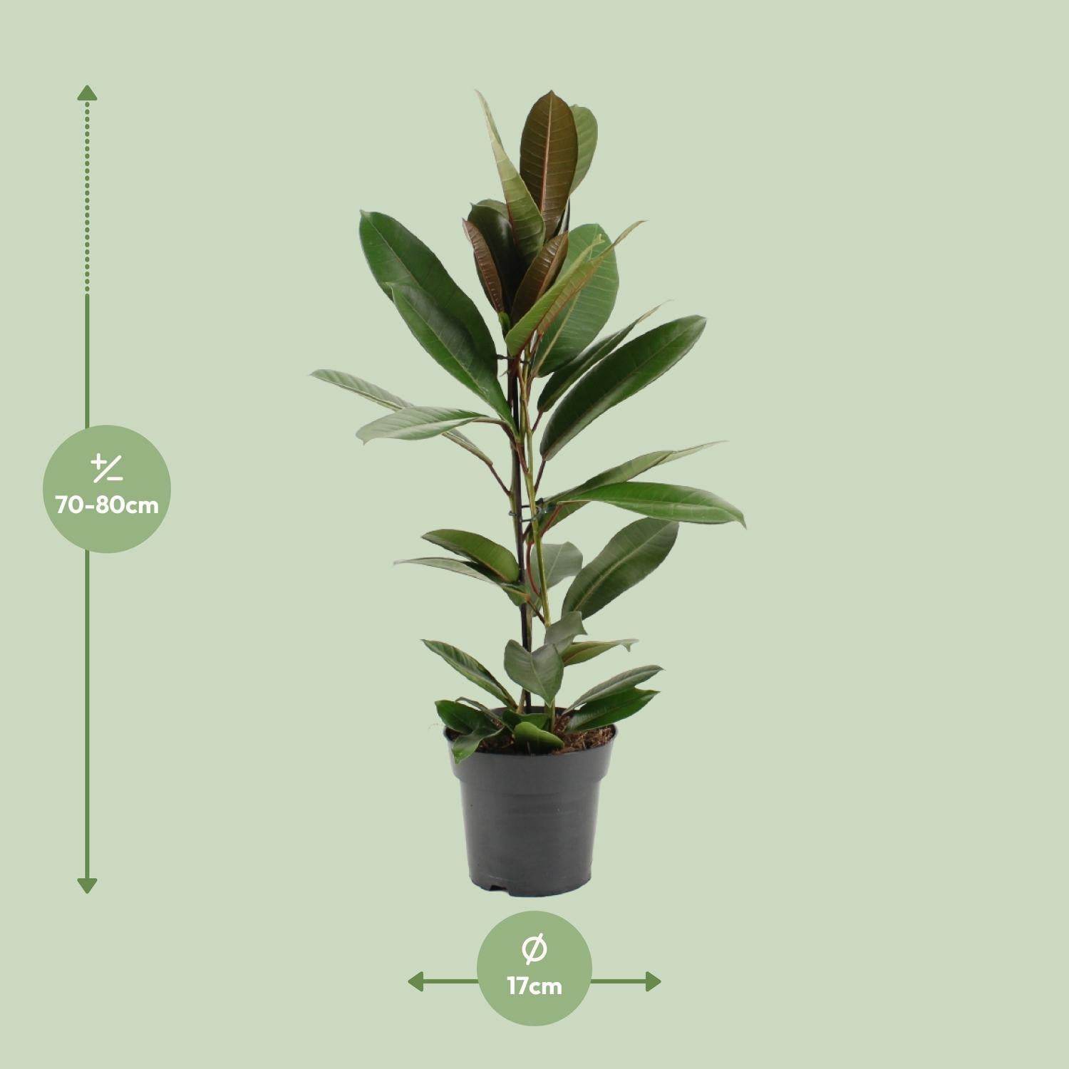 Ficus America Tresor - Ø17cm - ↕75cm