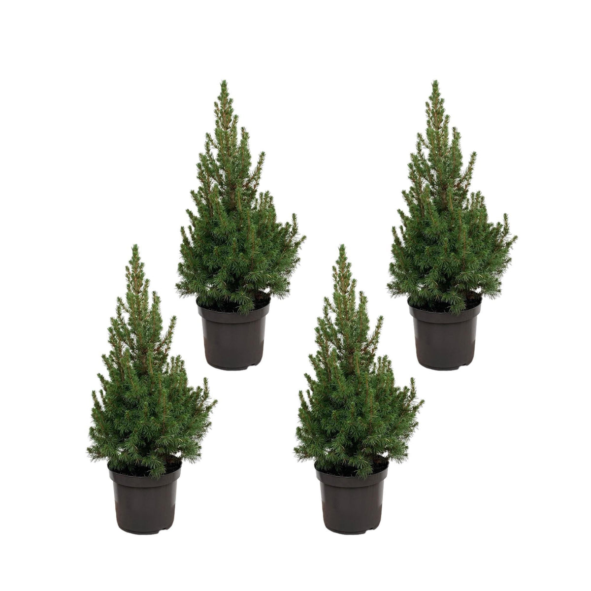 Weihnachtsbaum-Paket - 4x Picea - 60 cm