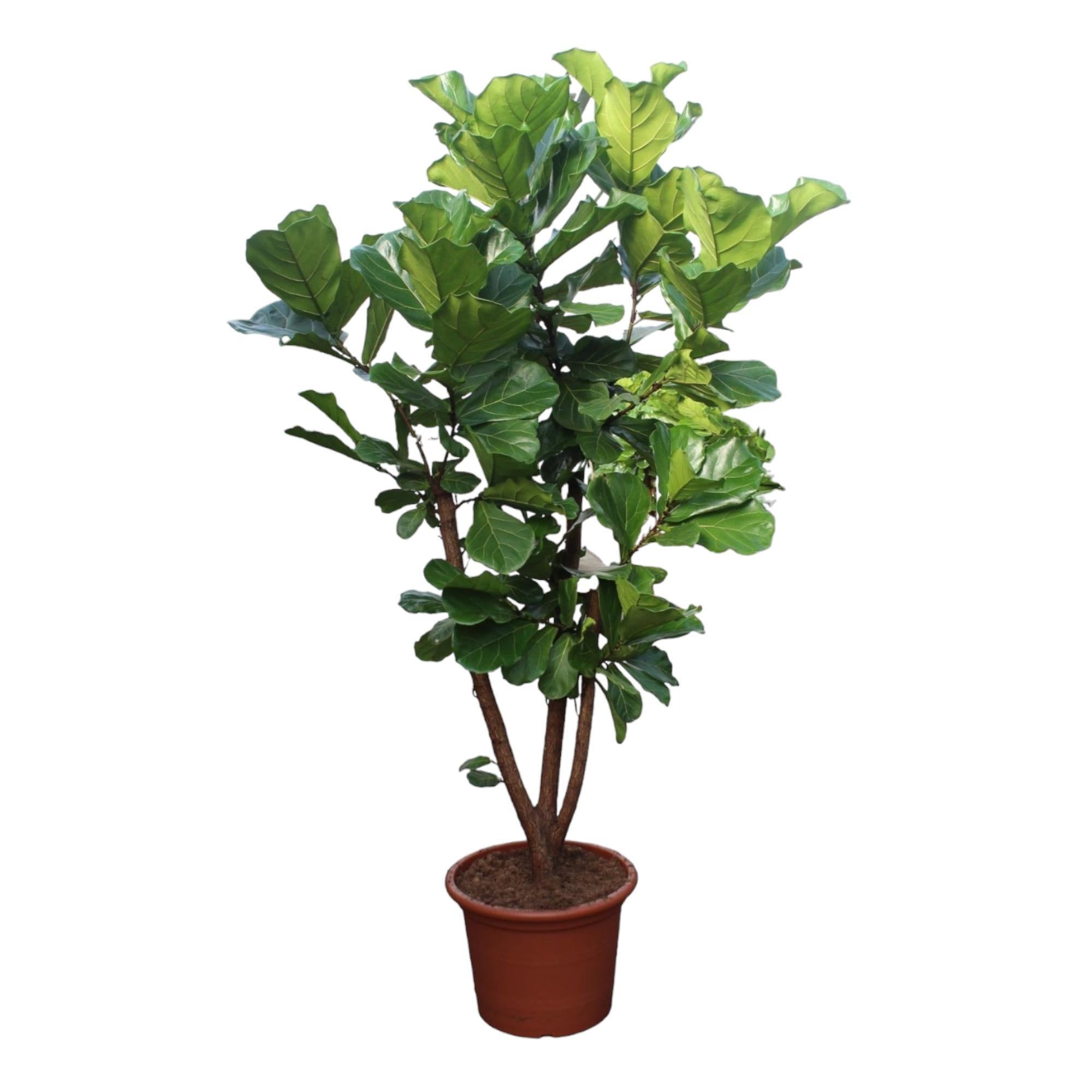 Ficus Lyrata verzweigt - 240 cm - ø50