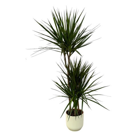 Dracaena Marginata - ↨120cm - Ø21cm inklusive Elho Vibes Fold Rund Weiß D22xH20