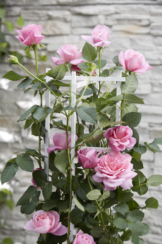 Rosa Crazy in love 'Pink' - Rosa Rose
