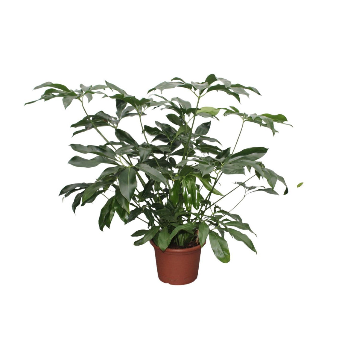 Philodendron Green Wonder XL - 140 cm - ø45