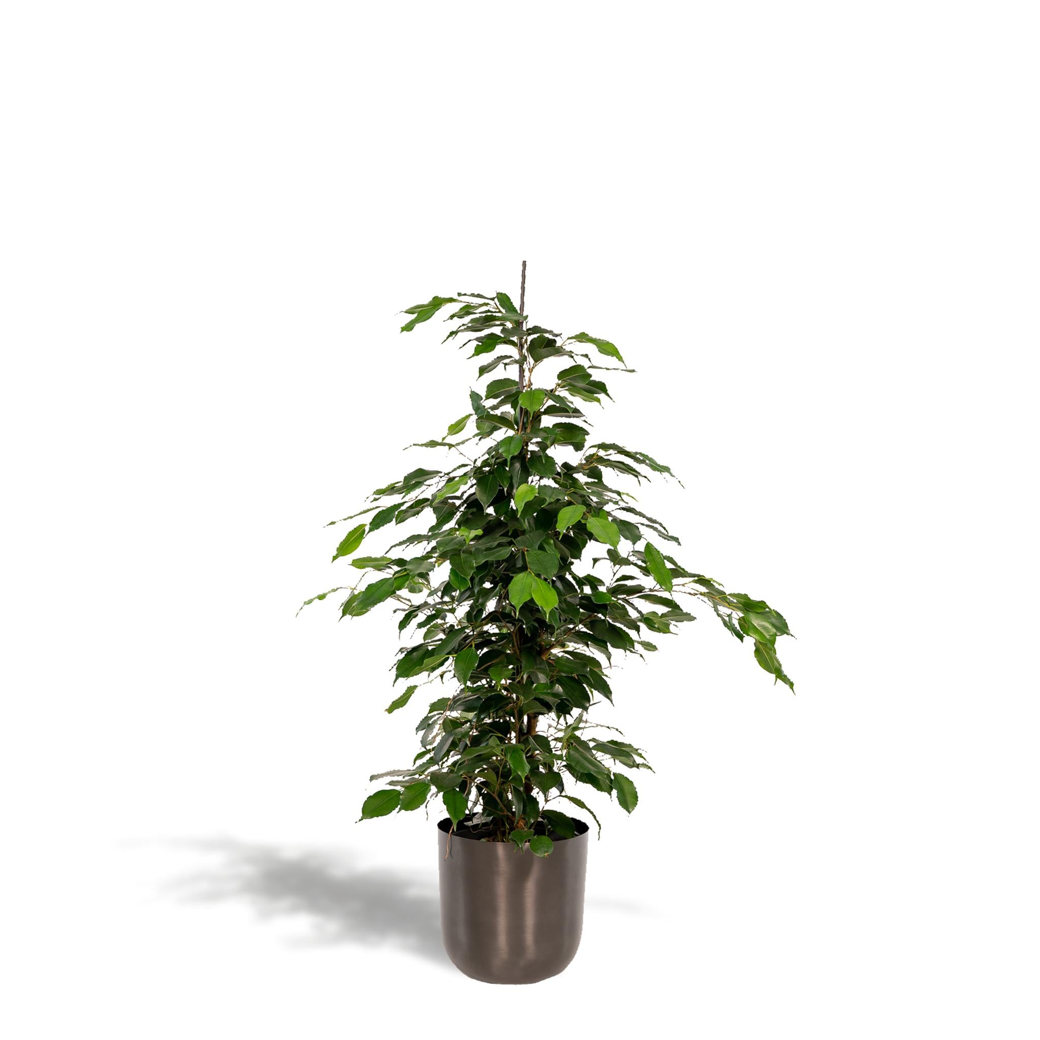 Ficus benjamina Danielle - Ø21cm - ↕95cm + Topf Mayk Lead