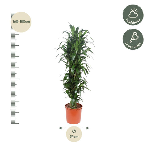 Dracaena Janet Craig - 170 cm - ø34