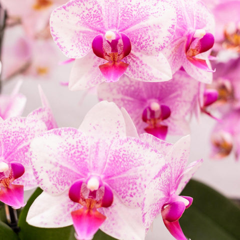 Kolibri Orchids | Rosa Phalaenopsis Orchidee - Mineral Rotterdam - Topfgröße Ø9cm | blühende Topfpflanze - frisch vom Züchter