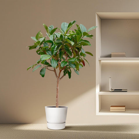 Ficus Elastica Robusta auf Stamm - 210cm - ø40