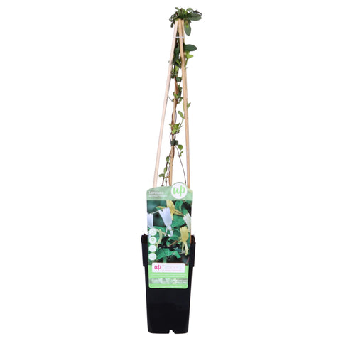 Lonicera japonica 'Halliana' - ↨65cm - Ø15