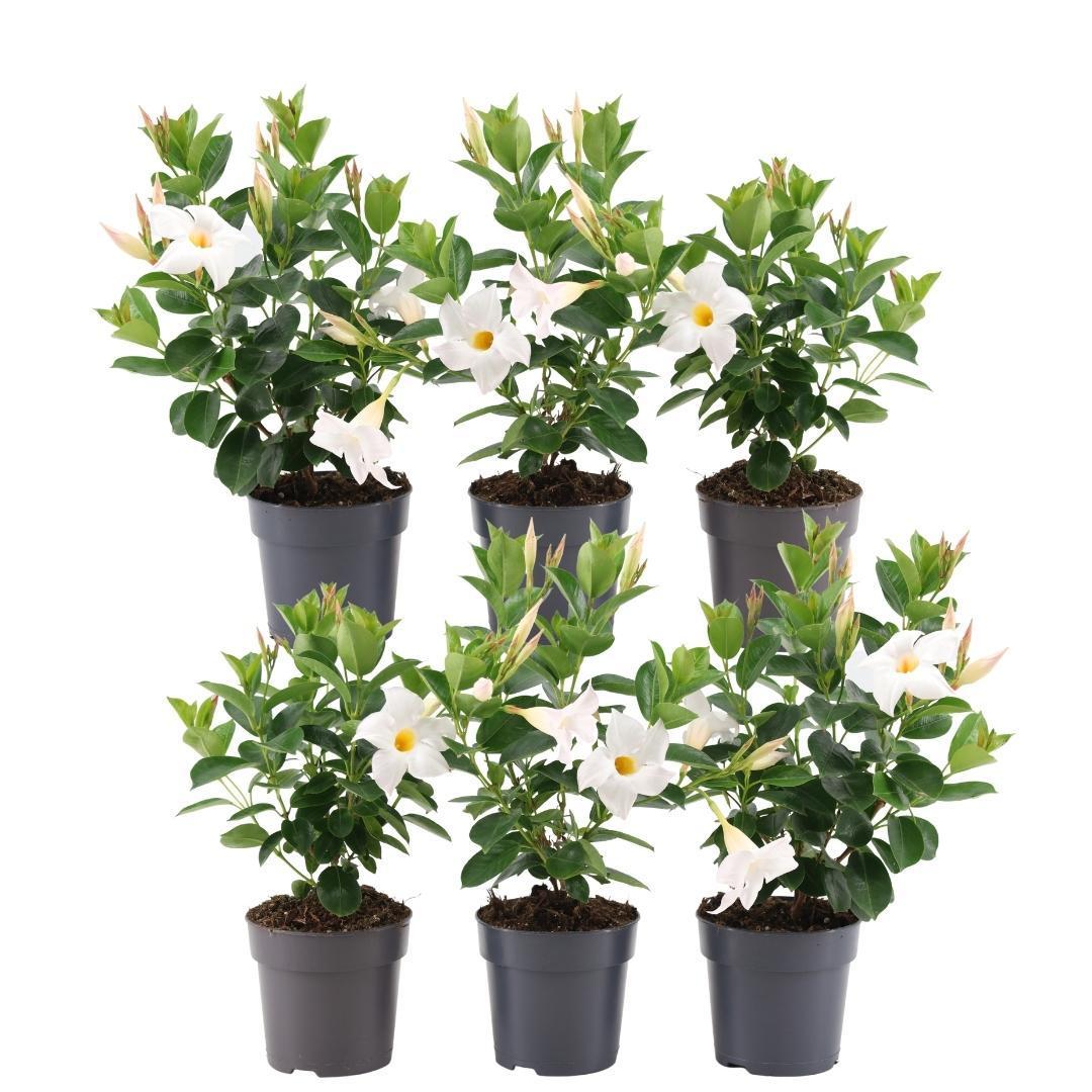 6 x Dipladenia white - Mandevilla Weiß Ø12 cm - ↕25 cm