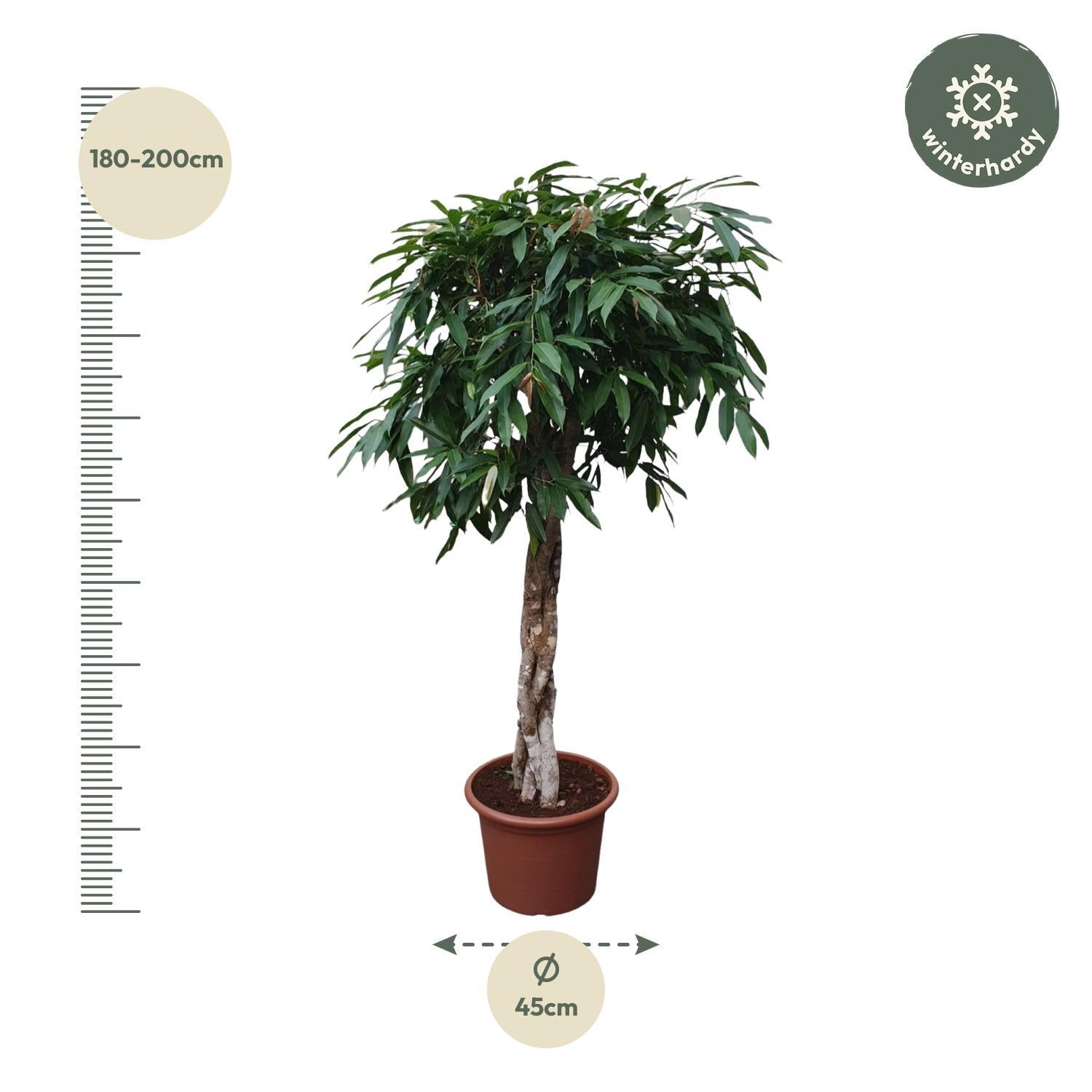 Ficus Amstel King mit geflochtenem Stamm - 190 cm - ø45