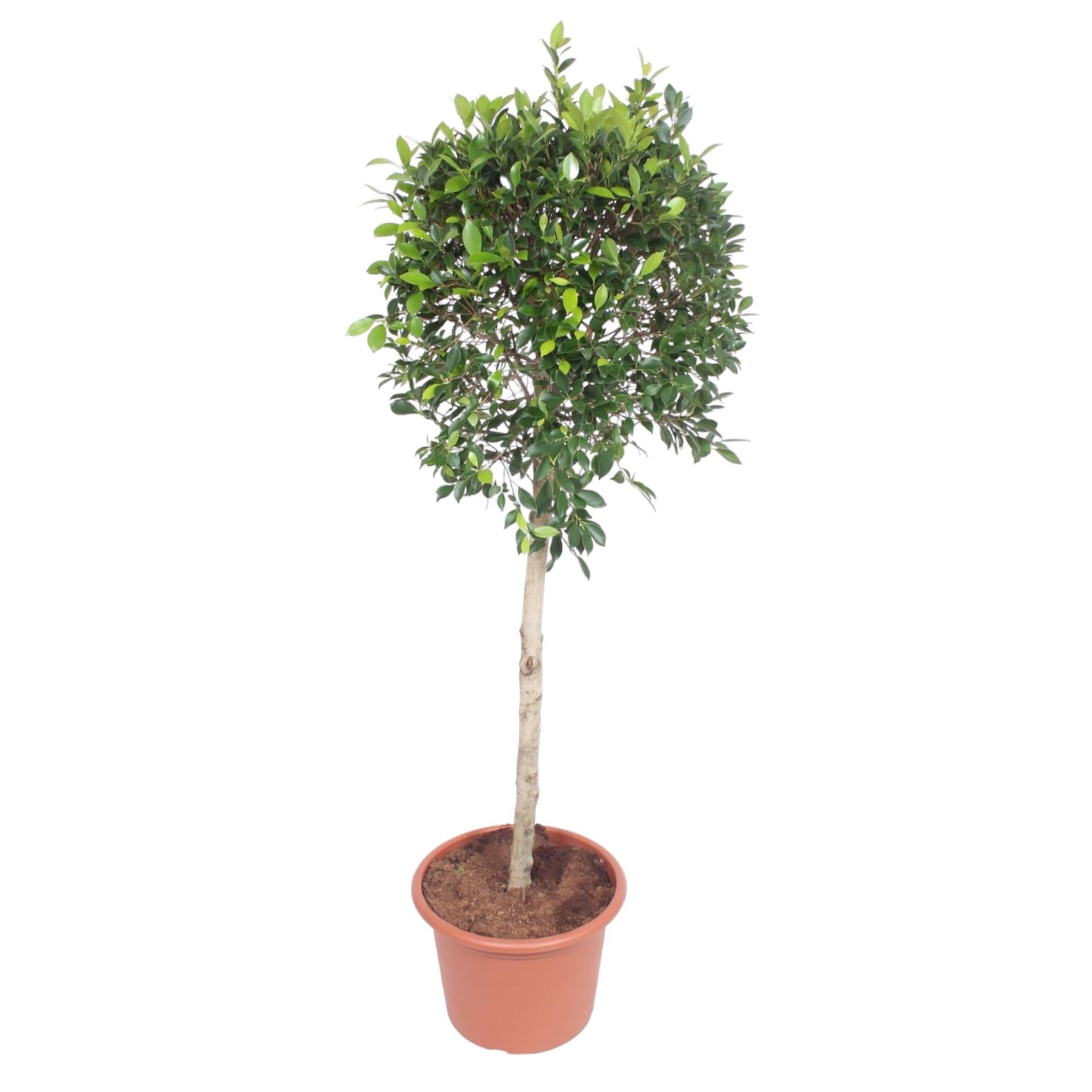 Ficus Nitida Baum - 170 cm - ø40