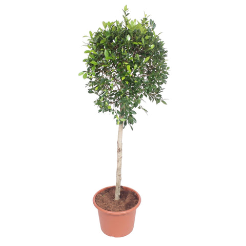 Ficus Nitida Baum - 170 cm - ø40