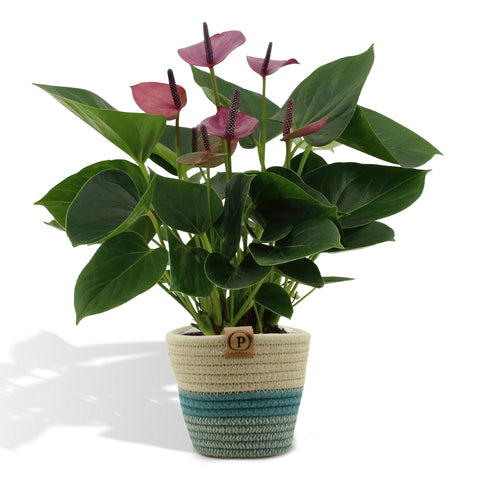 Anthurium Andreanum Baby Purple inkl. PURE Korb - 45 cm - Ø12 cm