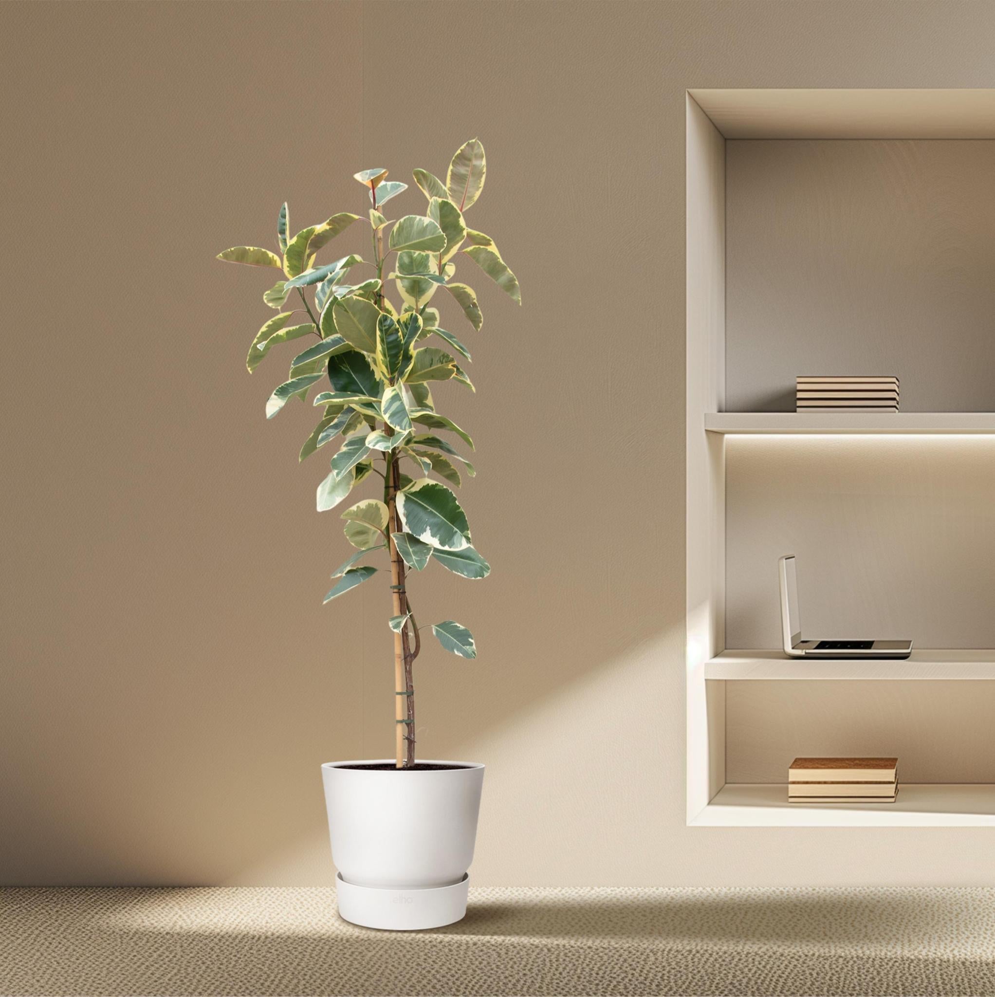 Ficus Tineke auf Stamm - 220cm - ø30