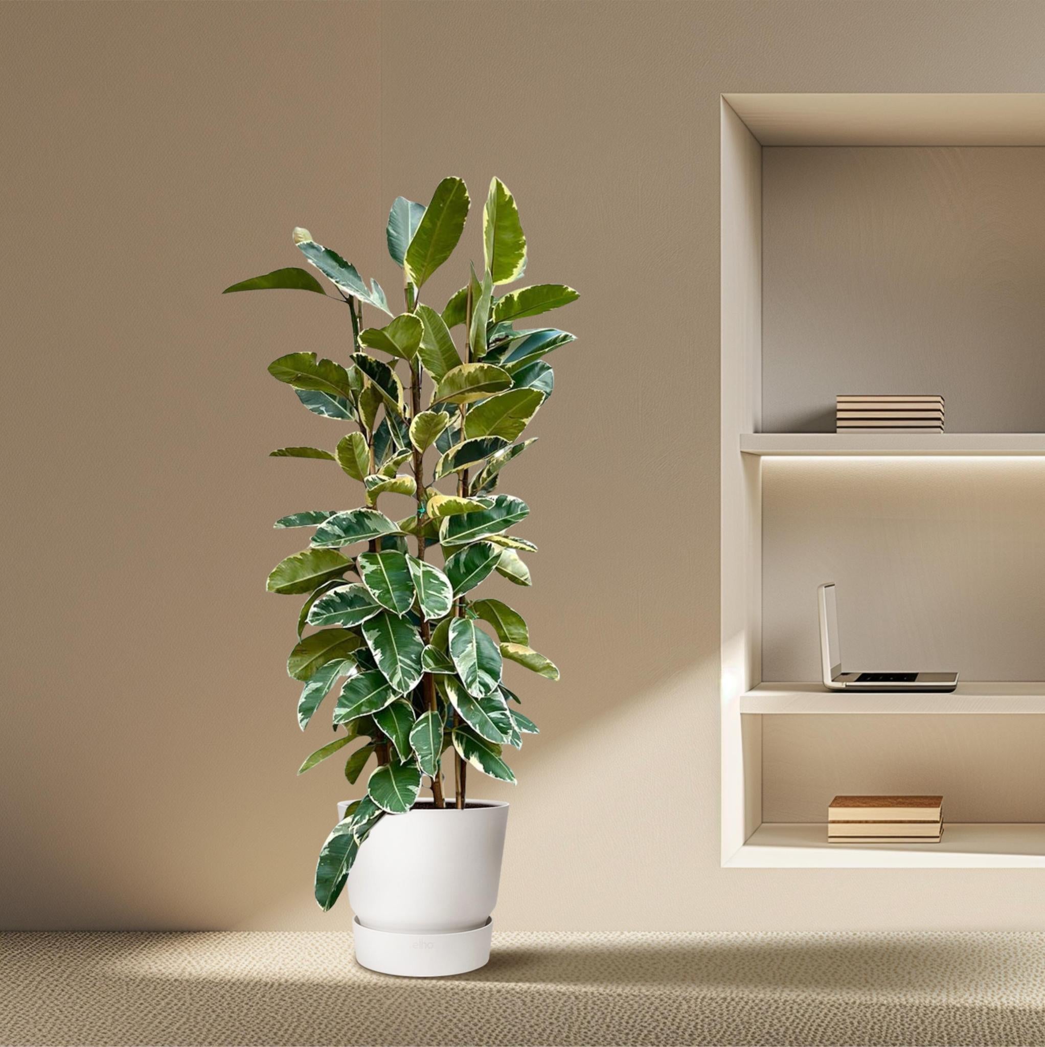 Ficus Elastica Tineke Strauch - 225cm - ø40