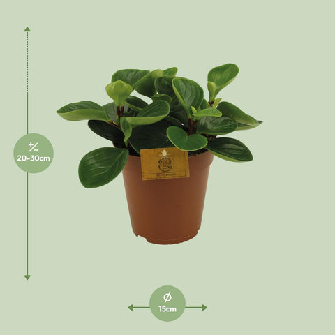 Peperomia Red Canyon - Ø15cm - ↕25cm