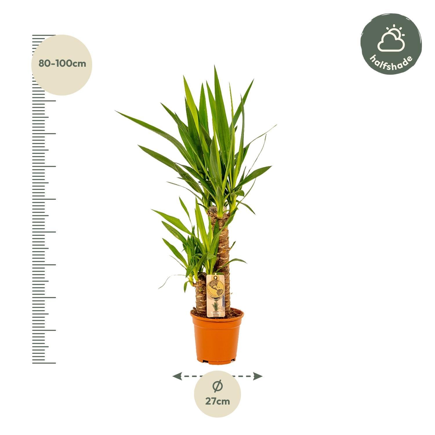 2x Yucca - ↨90cm - Ø17cm