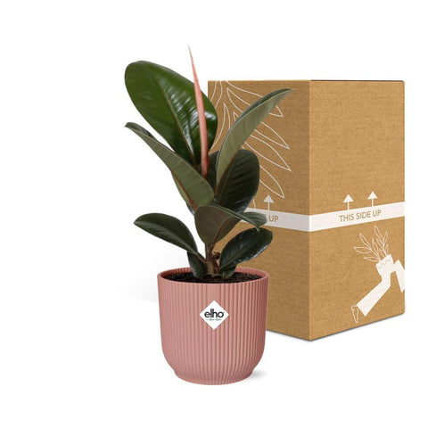 Ficus Elastica ‘Robusta’ in elho Vibes Fold 14cm Rosa