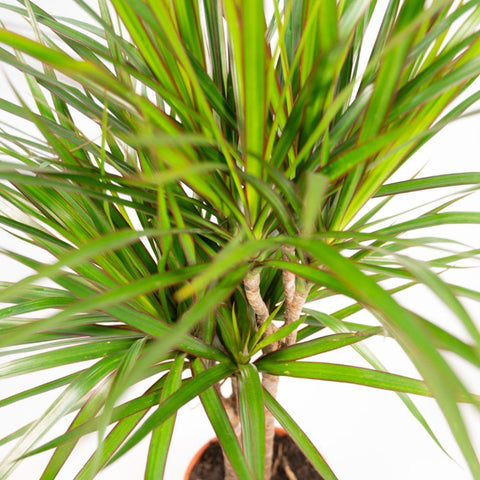 Dracaena Marginata - Ø14cm - ↕60cm