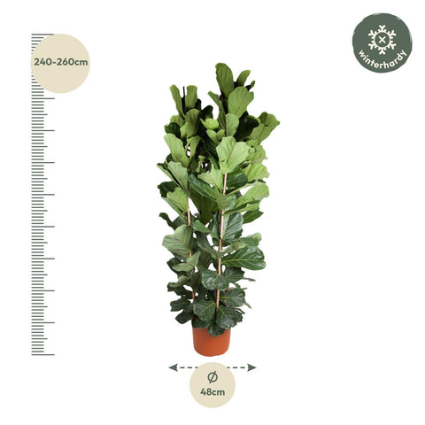 Ficus Lyrata Strauch - 250 cm - ø48