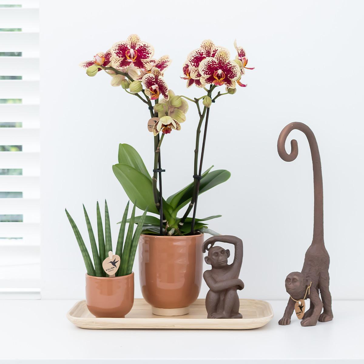 Kolibri Orchids | Orange duftende Phalaenopsis-Orchidee im cognacfarbenen Stripe-Ziertopf - Topfgröße Ø12cm