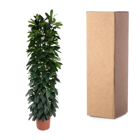 Ficus Cyatistipula Säule - 220 cm - ø40