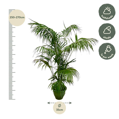 Kentia Palme XXL - 260cm - ø35