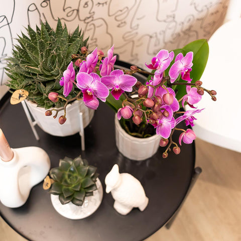 Kolibri Orchids | Lila/rosa Phalaenopsis Orchidee - Mineral Vienna - Topfgröße Ø9cm | blühende Zimmerpflanze - frisch vom Züchter