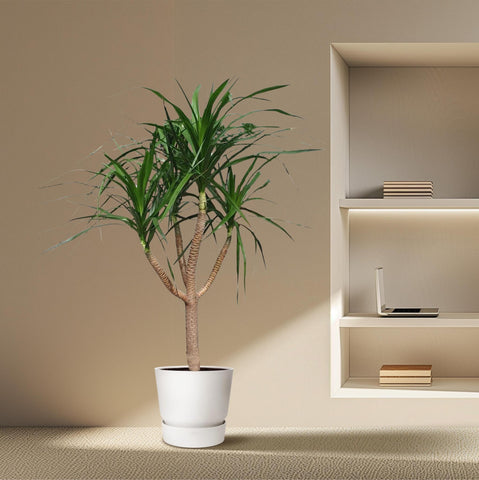 Dracaena Draco verzweigt - 160 cm - ø34