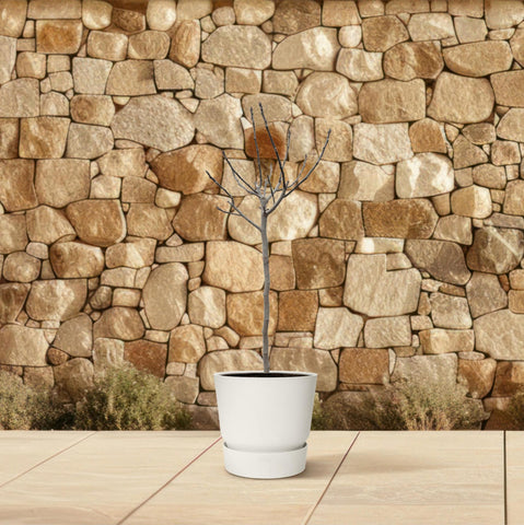 Ficus Carica auf Stamm - 180 cm - ø30