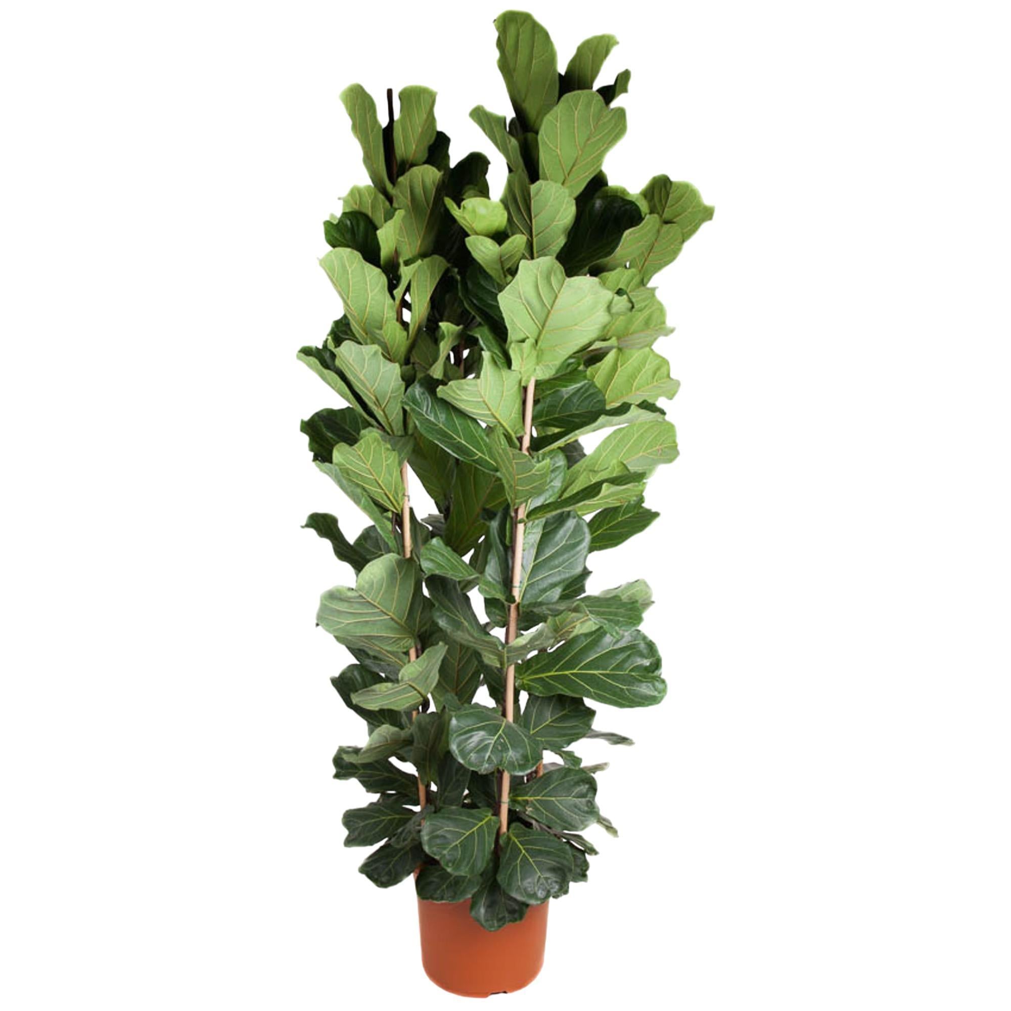 Ficus Lyrata Strauch - 250 cm - ø48