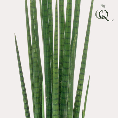 Kunstpflanze - Sansevieria Cylindrica - Frauenzunge - 70 cm