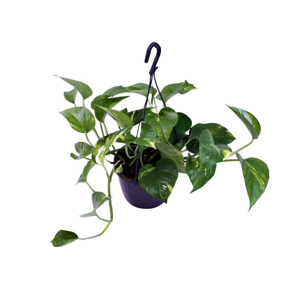 Scindapsus Pictus Trebie - Ø15cm - ↕30cm