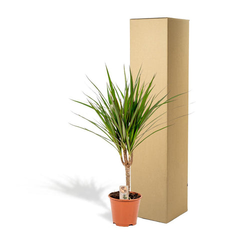 Dracaena Marginata - Ø14cm - ↕60cm