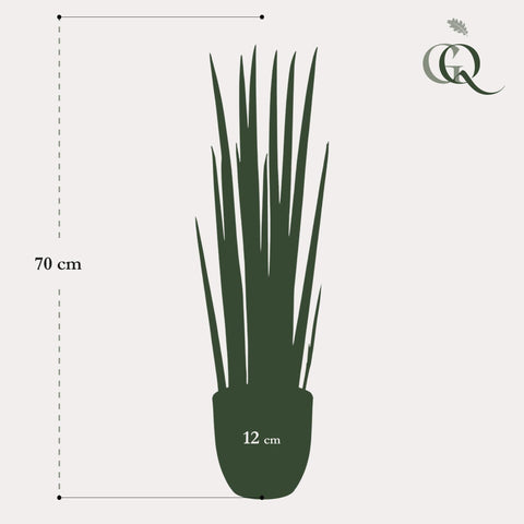 Kunstpflanze - Sansevieria Cylindrica - Frauenzunge - 70 cm