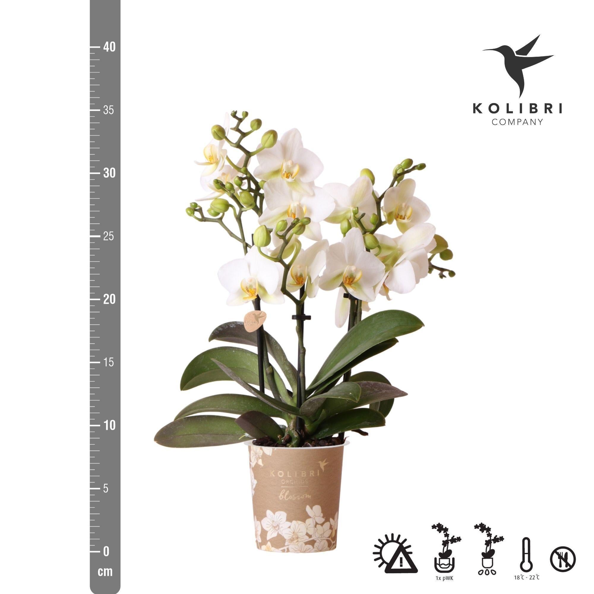 Kolibri Orchids | Weiße Phalaenopsis-Orchidee - Lausanne - Topfgröße Ø9cm | Blühende Zimmerpflanze