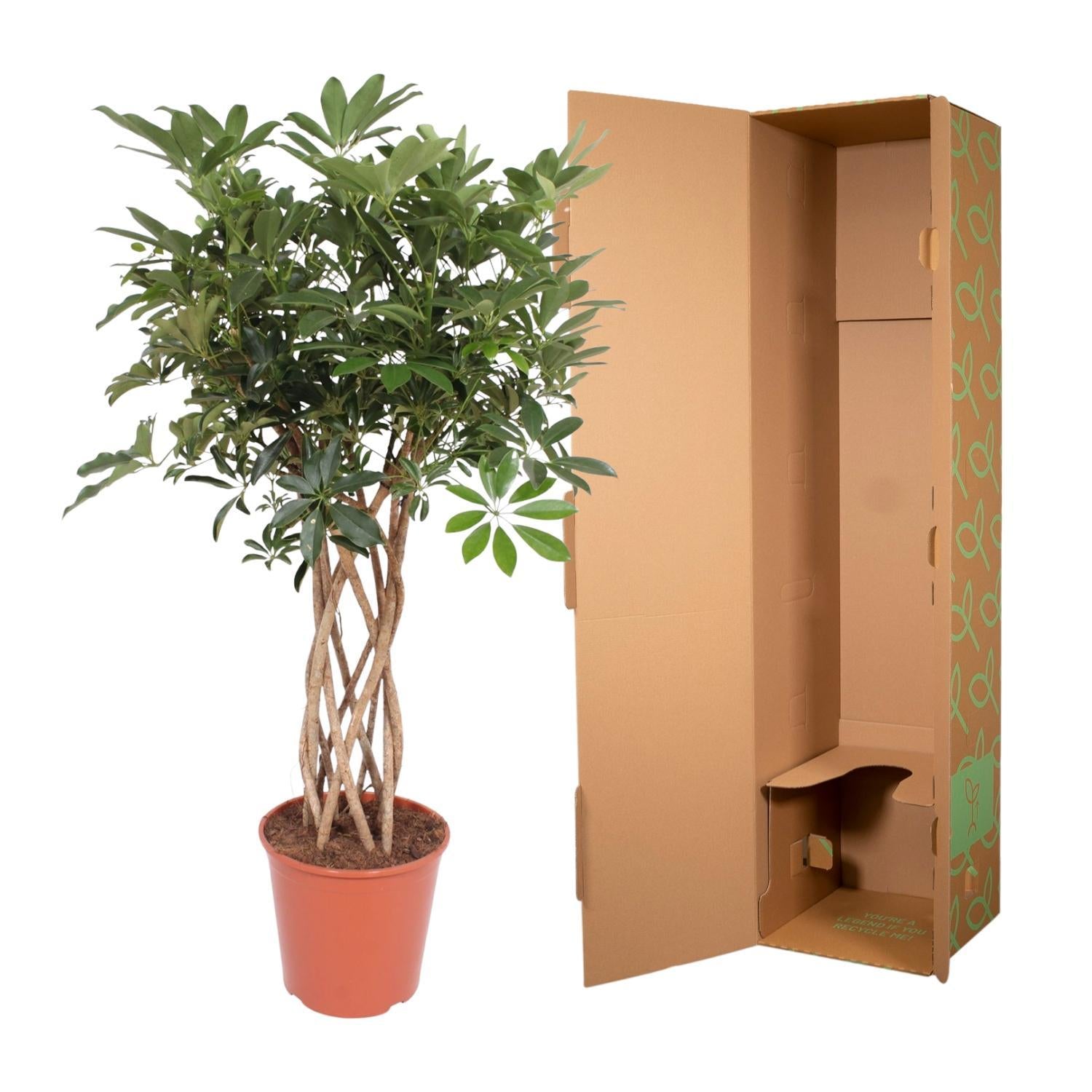 Schefflera Arboricola Compacta geflochtener Stamm - 140 cm - ø30