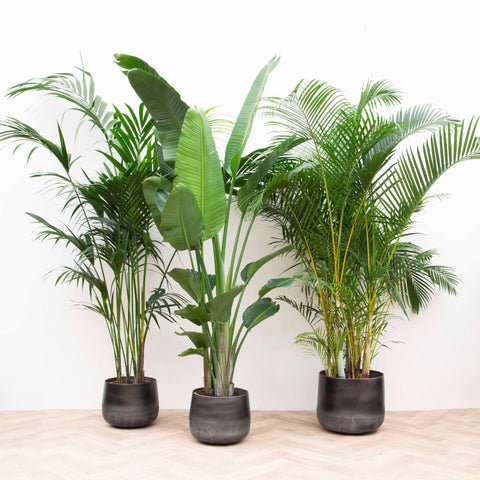 Kombi-Angebot XXL - Kentia 200 cm, Strelitzia Nicolai 225 cm, Areca 200 cm