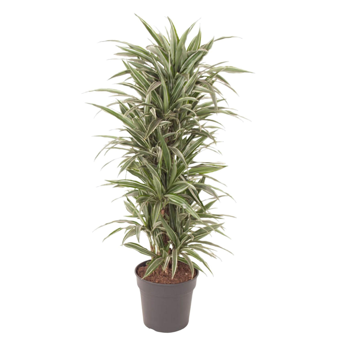 Dracaena Warneckei verzweigt - 140 cm - ø31