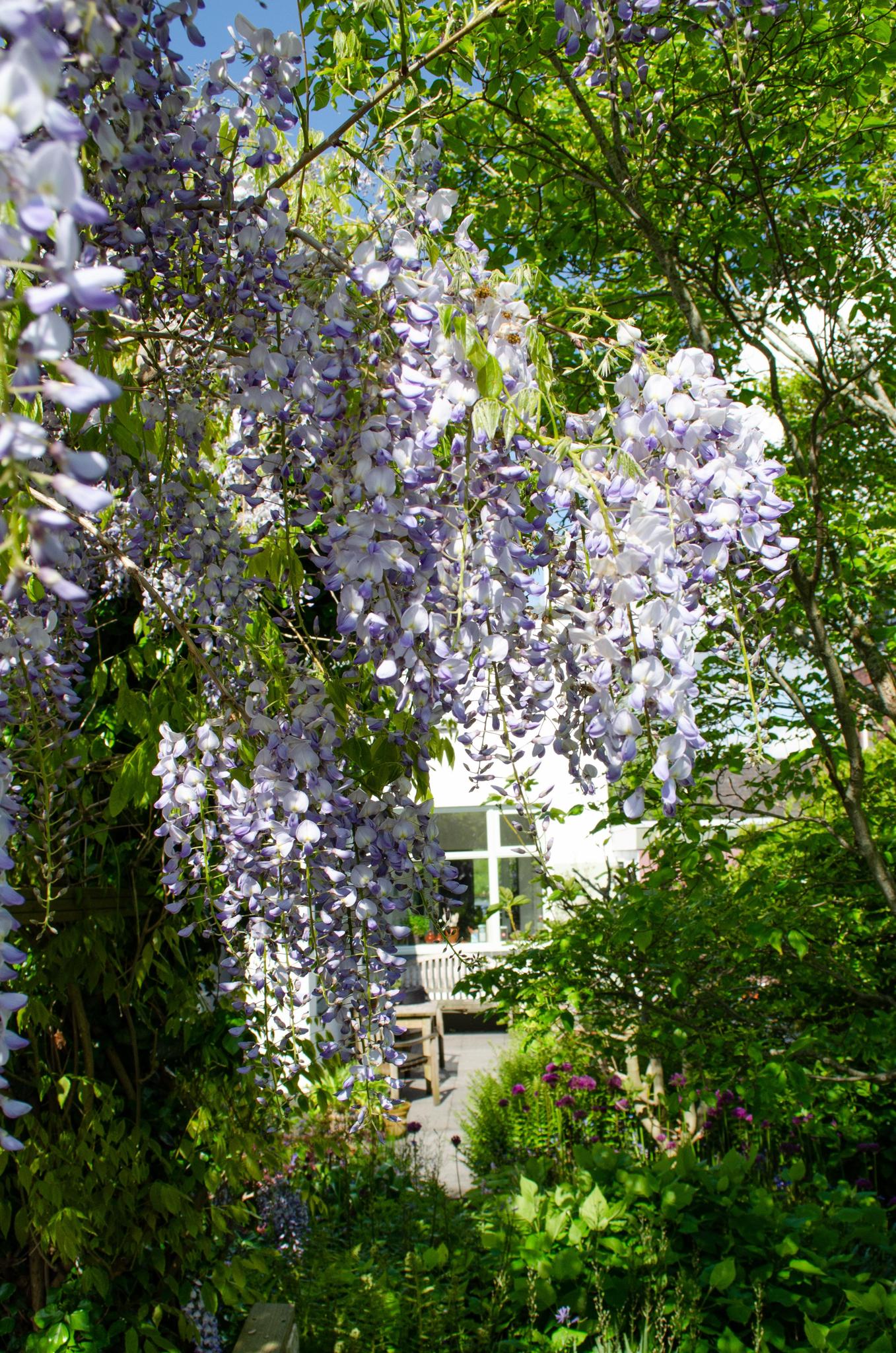 2x - Wisteria sinensis 'Caroline' - ↨65cm - Ø15