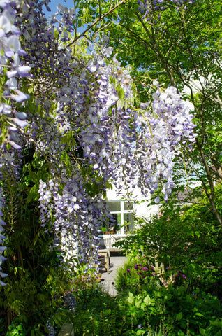 2x - Wisteria sinensis 'Caroline' - ↨65cm - Ø15