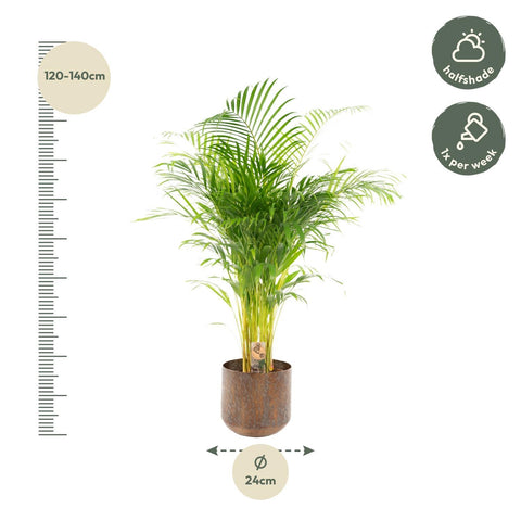 Areca-Palme mit Topf - ↨130cm - Ø24cm