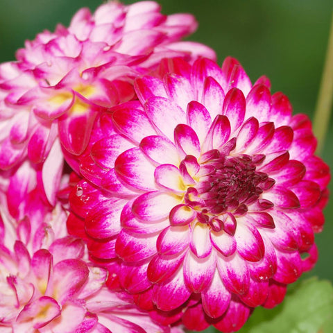 Flowerbulbs Amsterdam - 24x Dahlia Little Robert, runde und gekräuselte Blütenblätter, 4 m2 Dahlienfreude