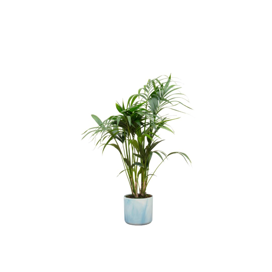 Kombi-Angebot - Kentia-Palme inkl. elho Ocean Rund Atlantisch Blau Ø22 - 130 cm