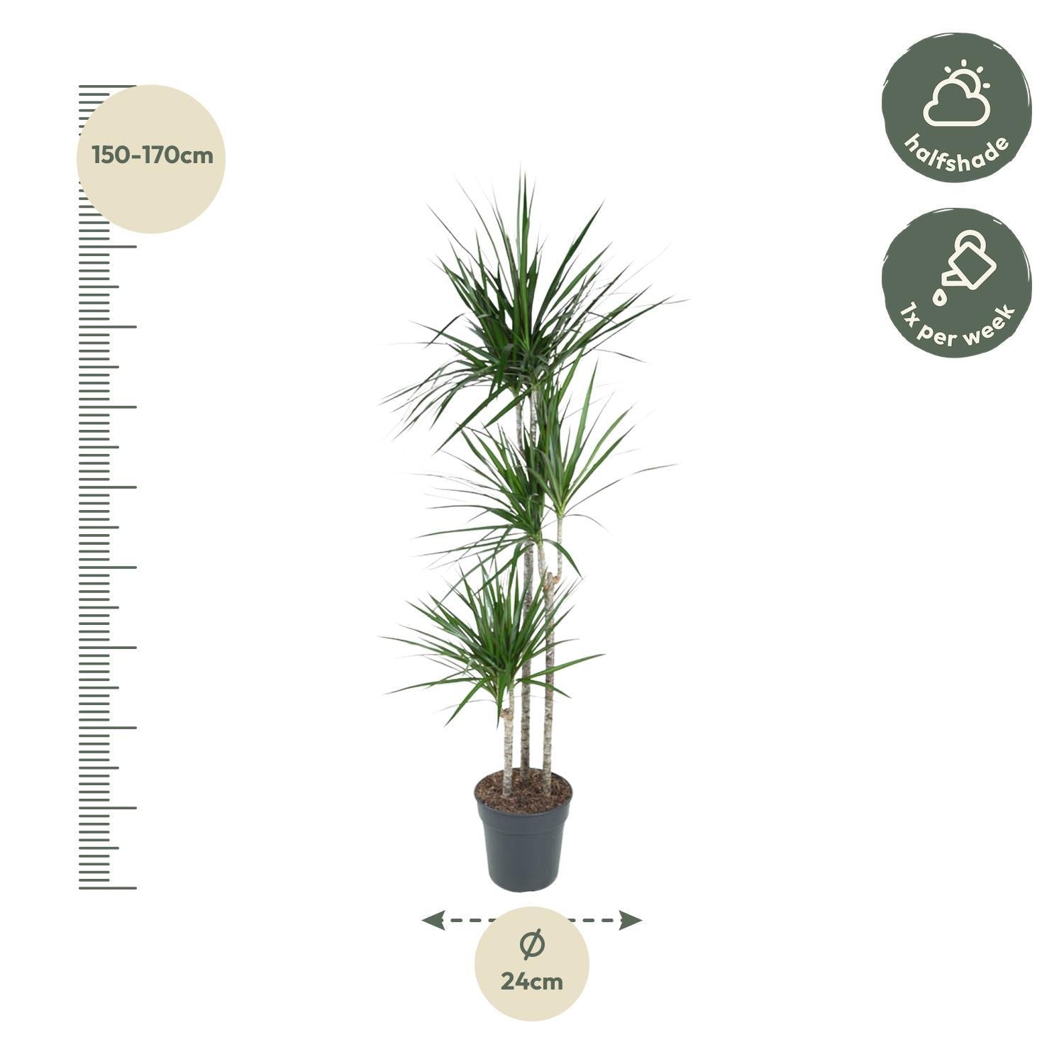 Dracaena Marginata - 160 cm - ø24