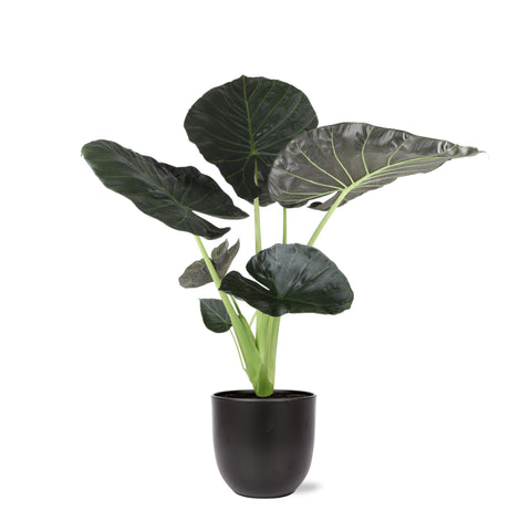 Alocasia Regal Shield Ø24cm - ↕110cm in Boule Anthrazit Topf