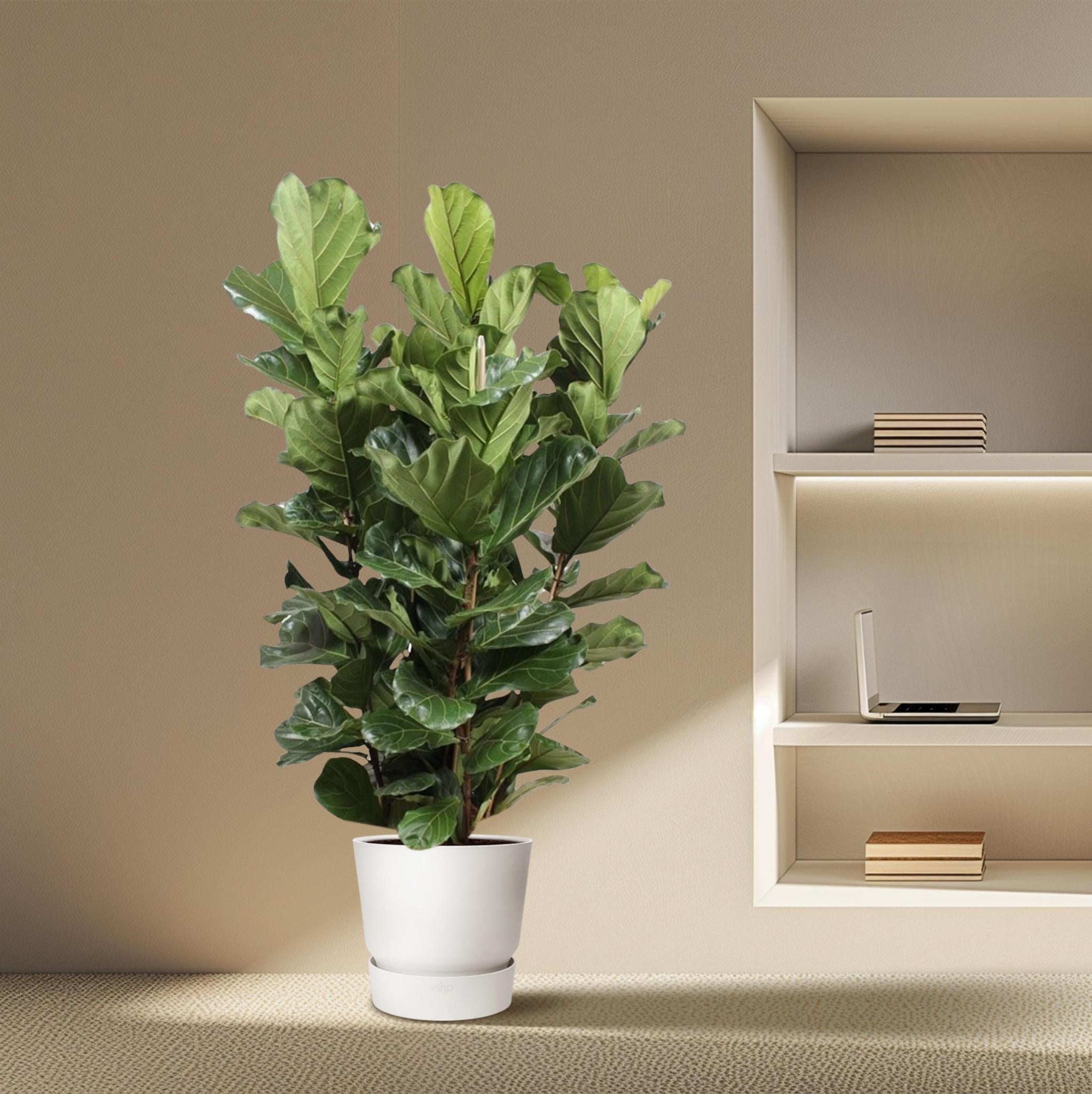 Ficus Lyrata Strauch XL - 200 cm - ø50