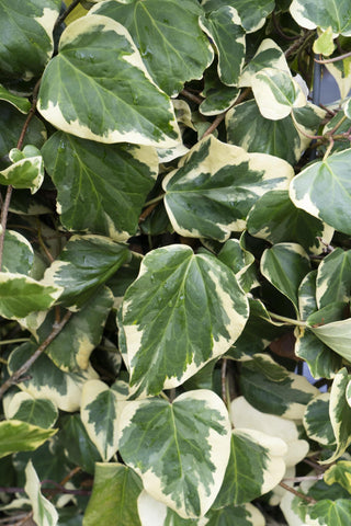 4x - Hedera colchica 'Dentata Variegata' - ↨65cm - Ø15