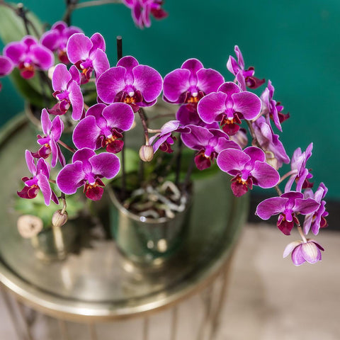 Kolibri Orchids | Lila Phalaenopsis Orchidee - Morelia Classy grün- Topfgröße Ø9cm | blühende Zimmerpflanze - frisch vom Züchter